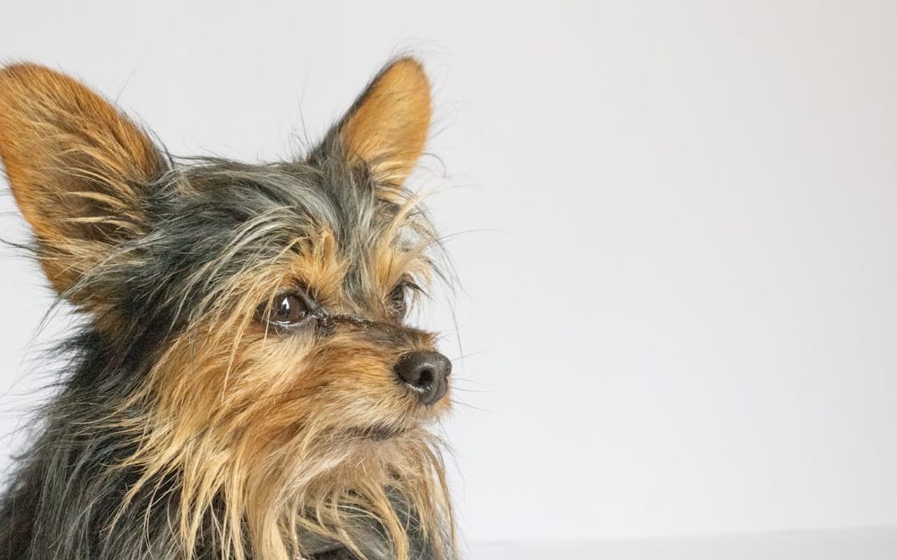 Silky Terrier — gallery 2