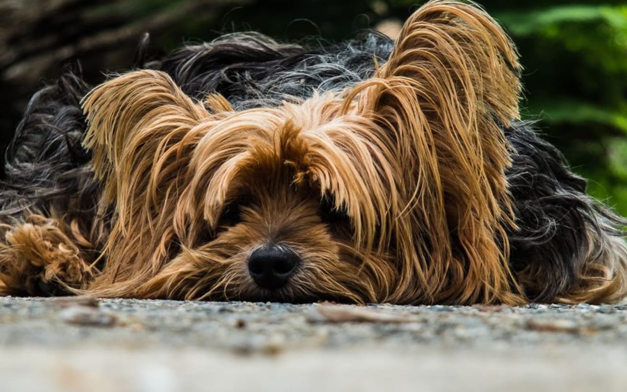 Silky Terrier — gallery 4