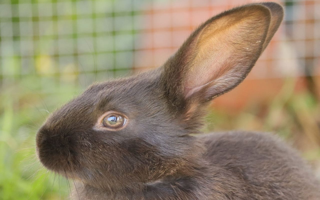 Silver Marten rabbit breed