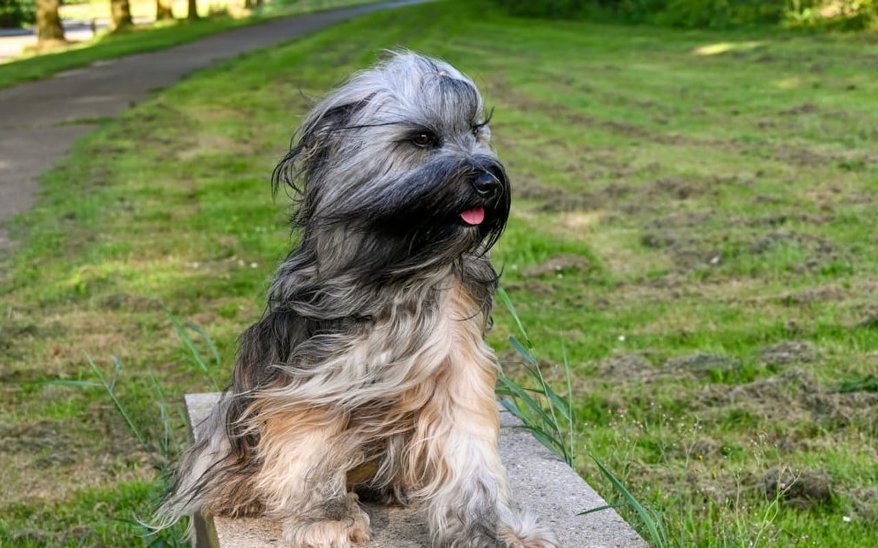 Skye Terrier — gallery 3