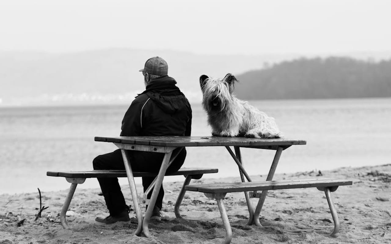 Skye Terrier — gallery 4