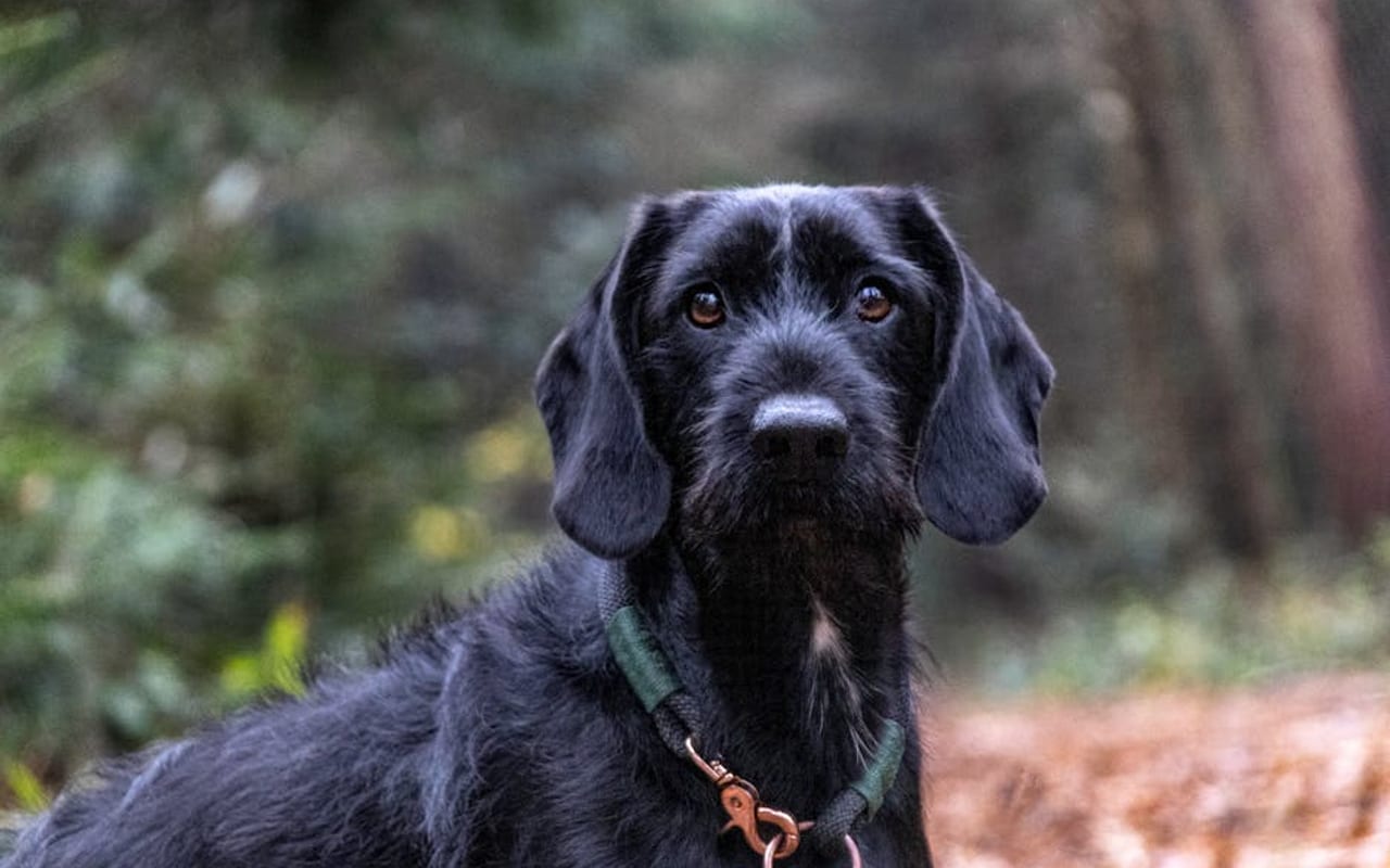 Slovakian Wirehaired Pointer — gallery 4