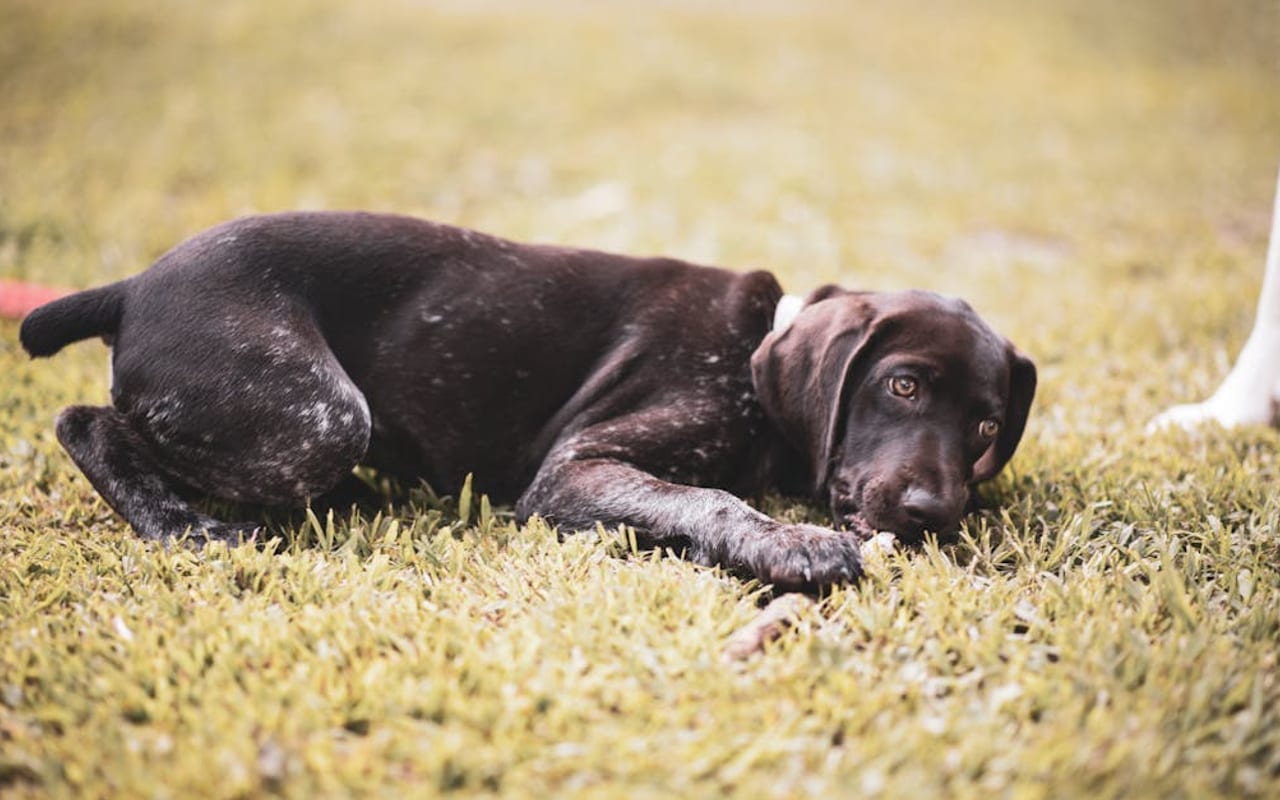 Small Munsterlander Pointer dog breed portrait