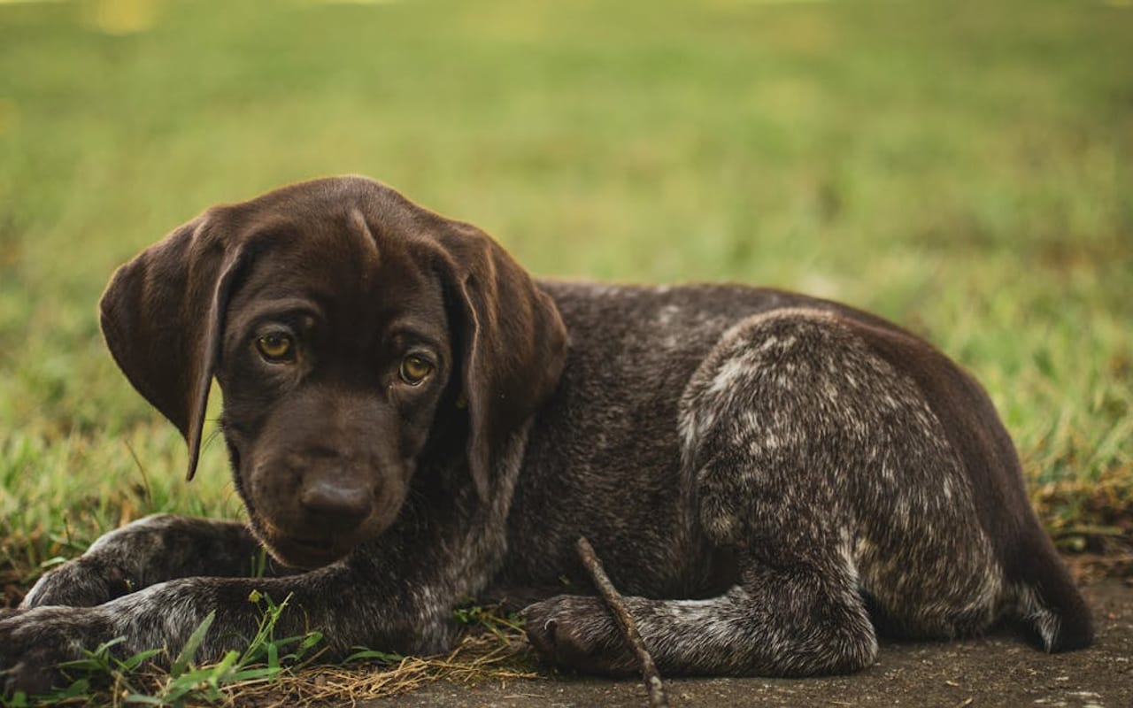 Small Munsterlander Pointer — gallery 2