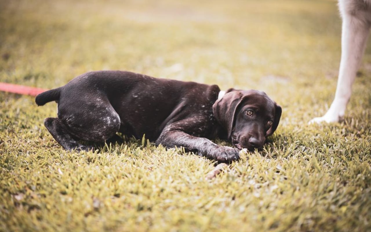 Small Munsterlander Pointer — gallery 4