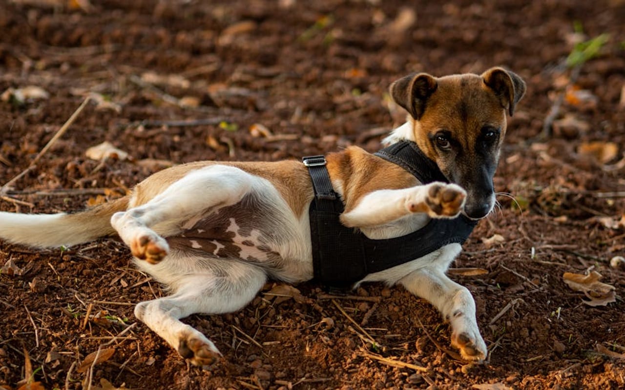 Smooth Fox Terrier — gallery 4