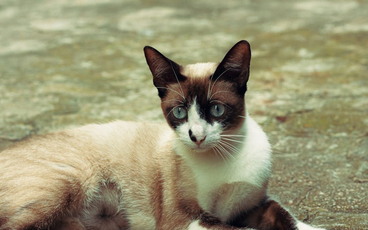 Snowshoe