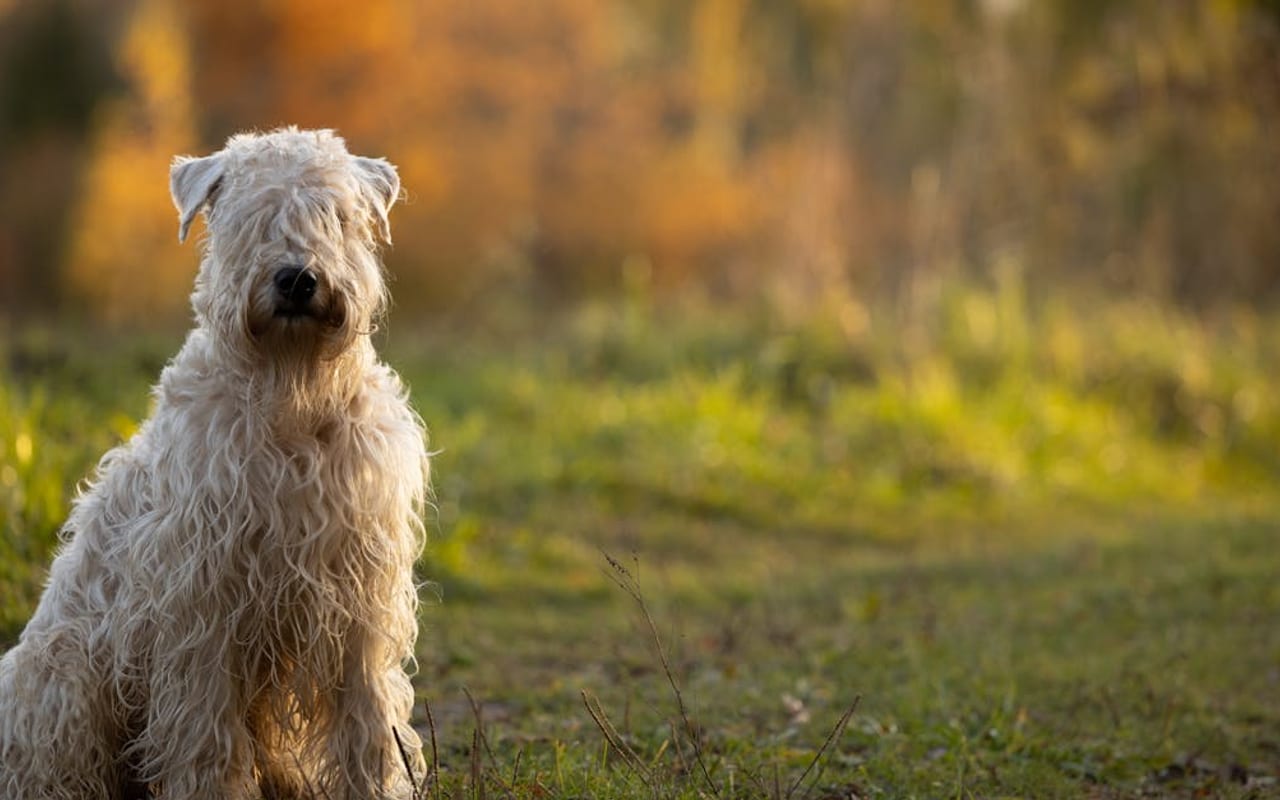 Soft Coated Wheaten Terrier
