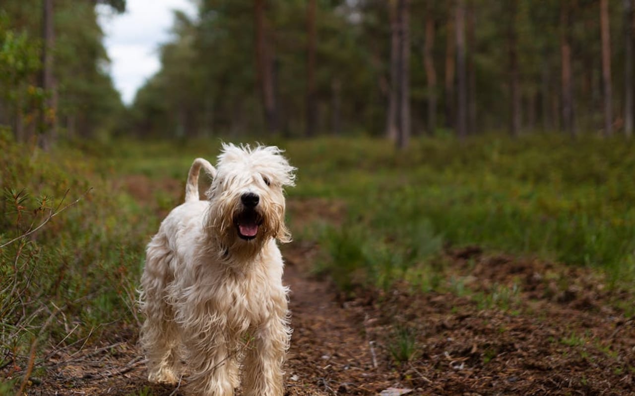 Soft Coated Wheaten Terrier — gallery 3