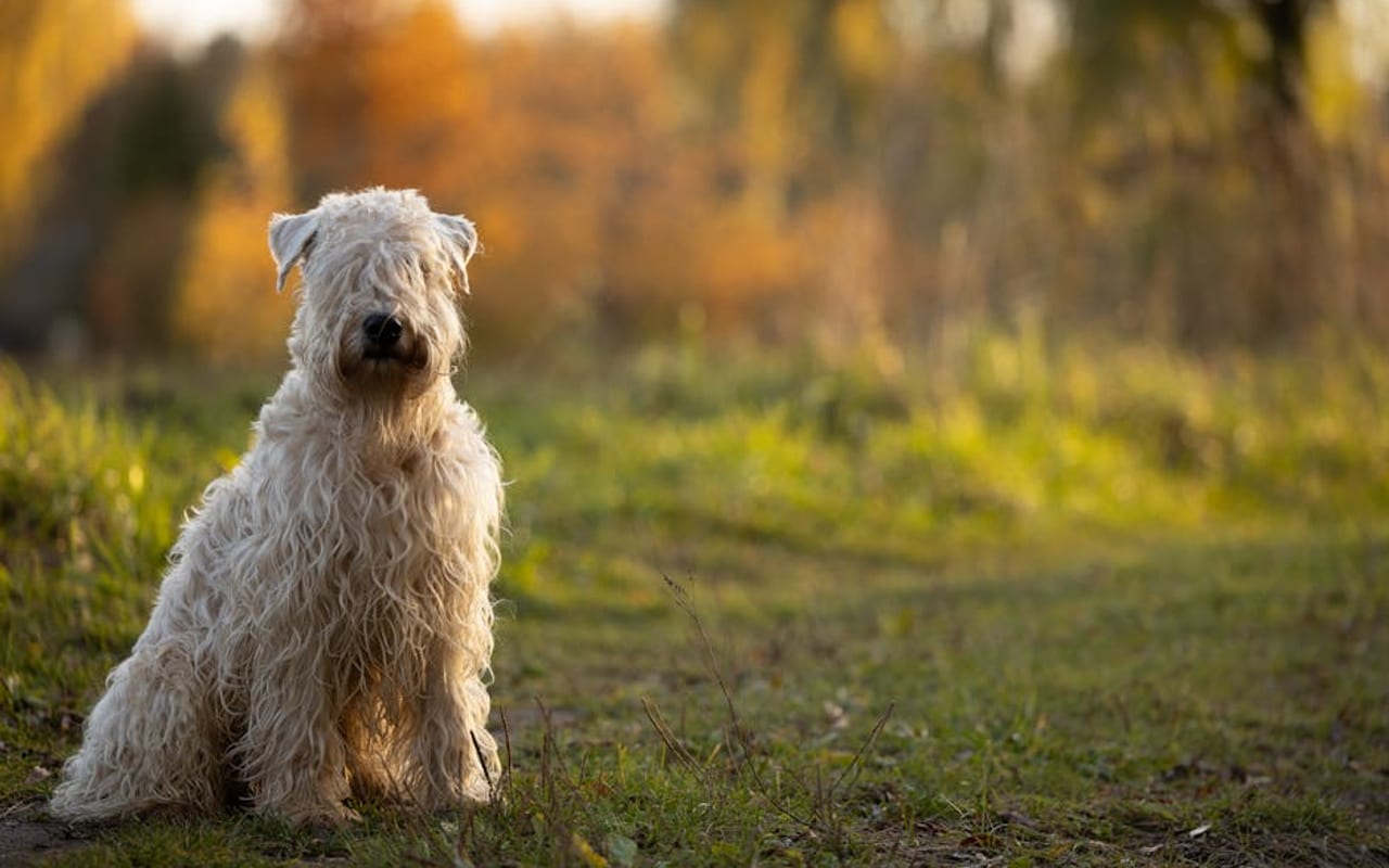 Soft Coated Wheaten Terrier — gallery 4