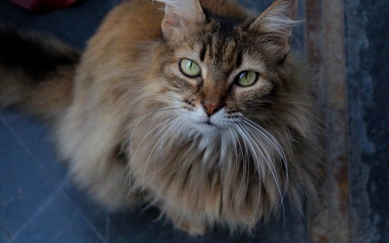 Somali cat breed portrait