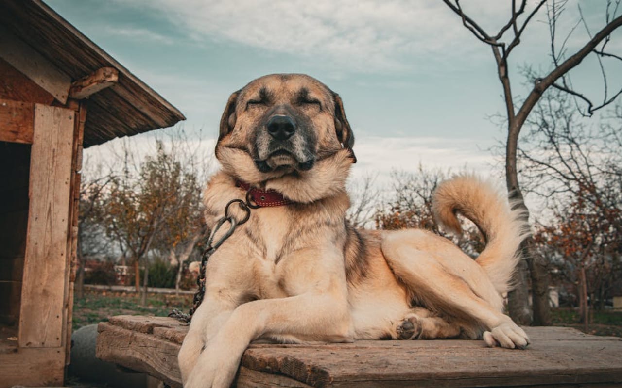 Spanish Mastiff