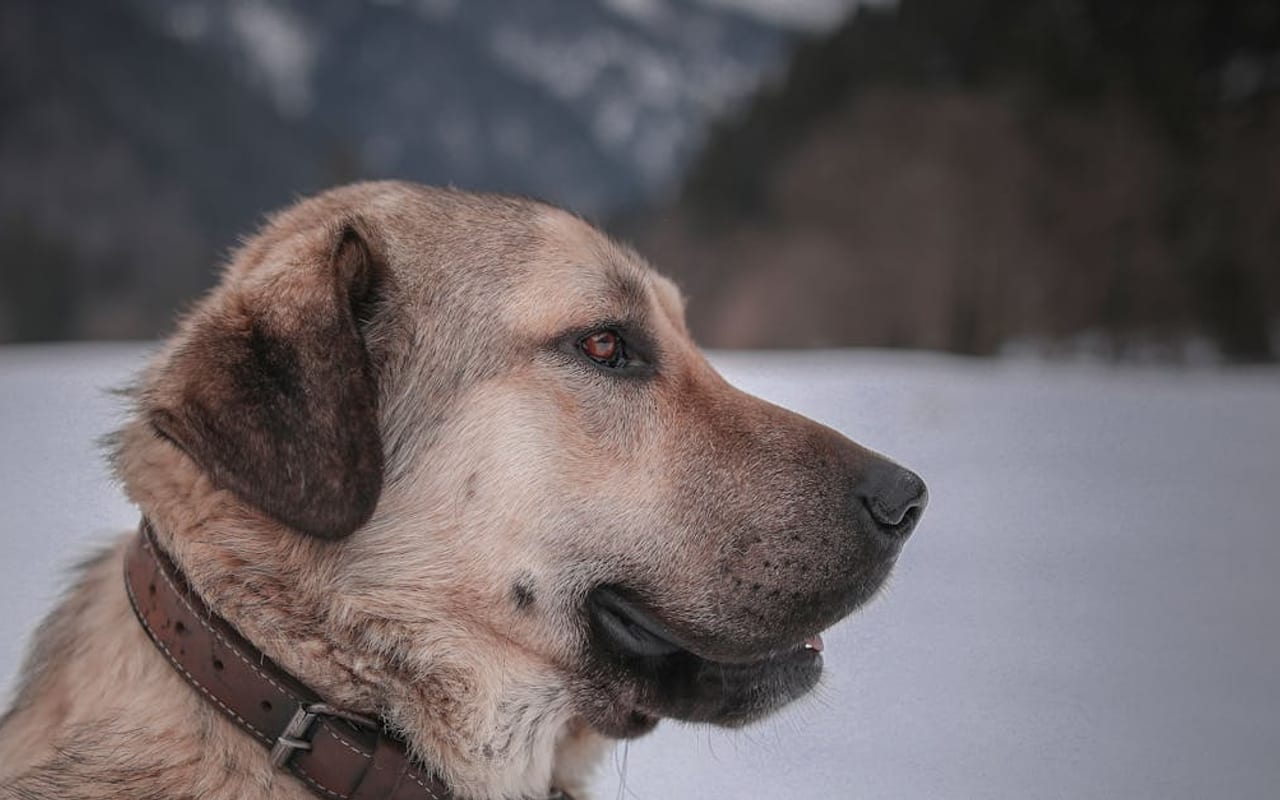 Spanish Mastiff — gallery 3