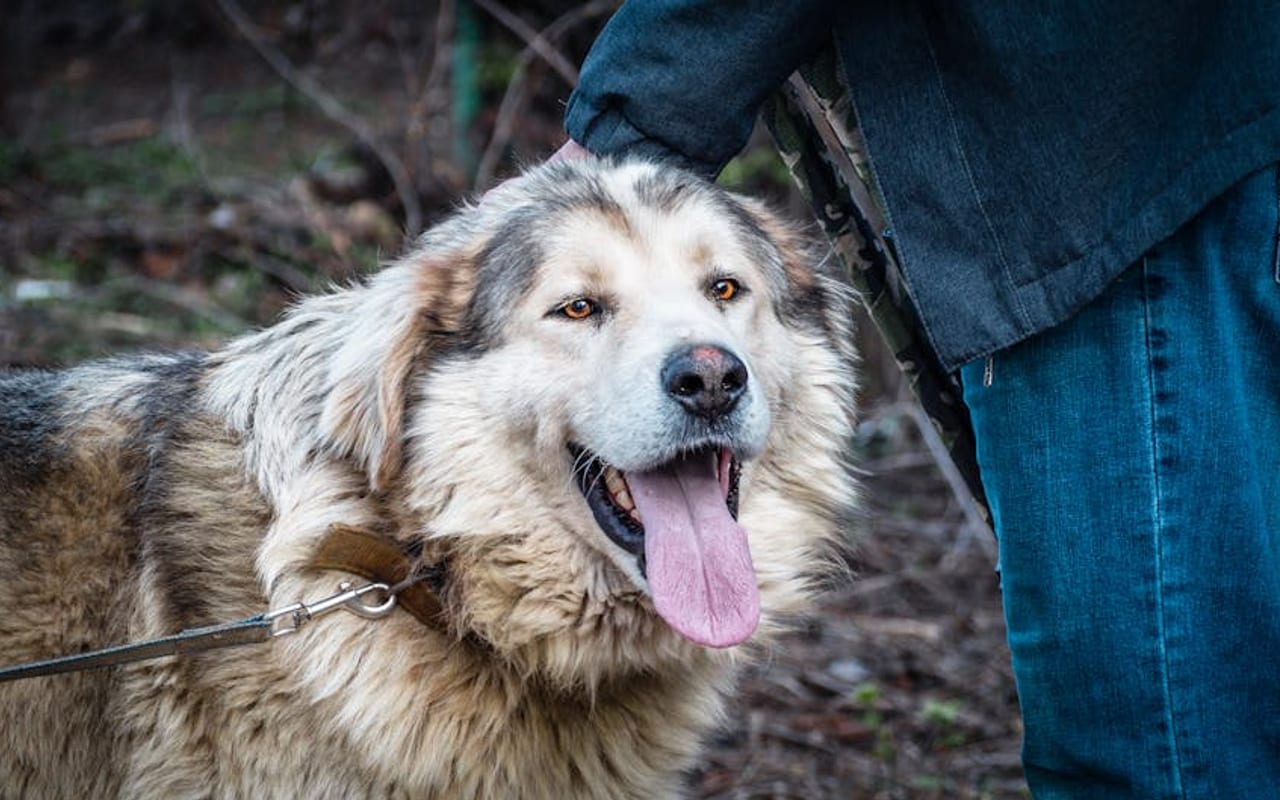 Spanish Mastiff — gallery 4