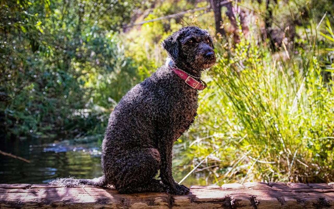 Spanish Water Dog — gallery 4
