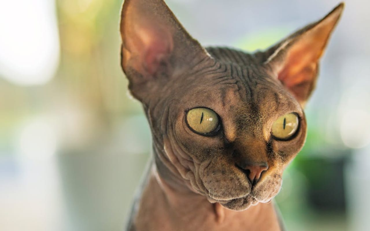 Sphynx