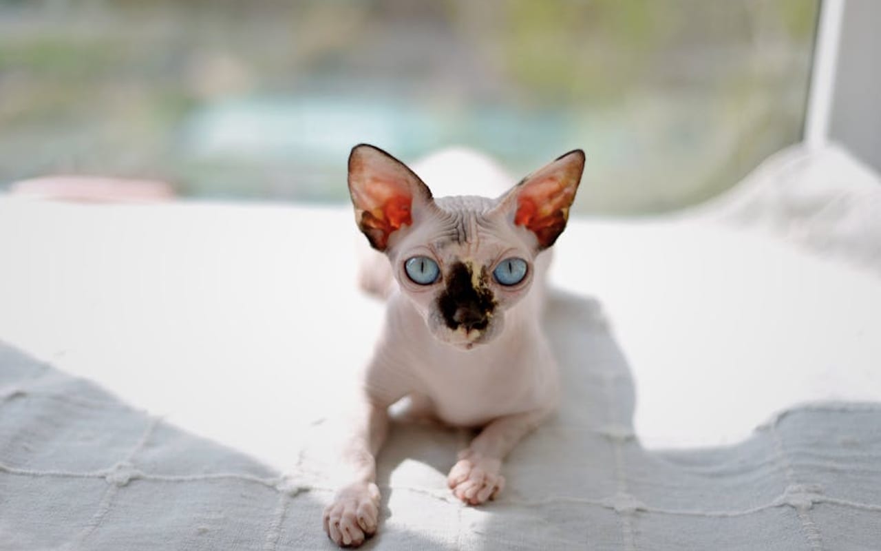 Sphynx — gallery 4