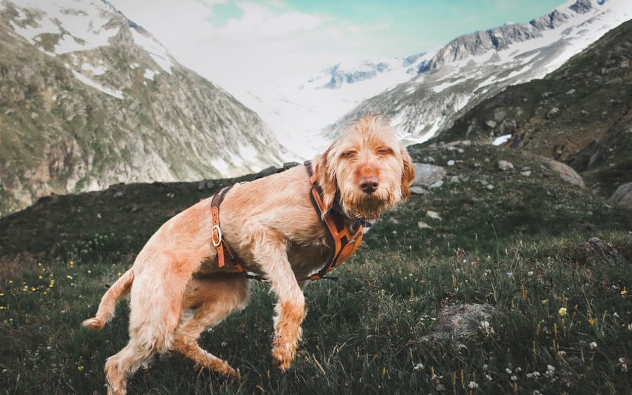 Spinone Italiano