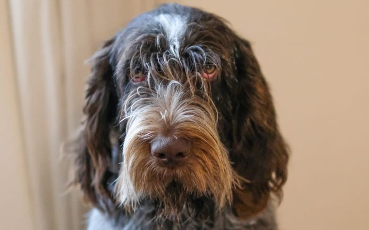 Spinone Italiano — gallery 4