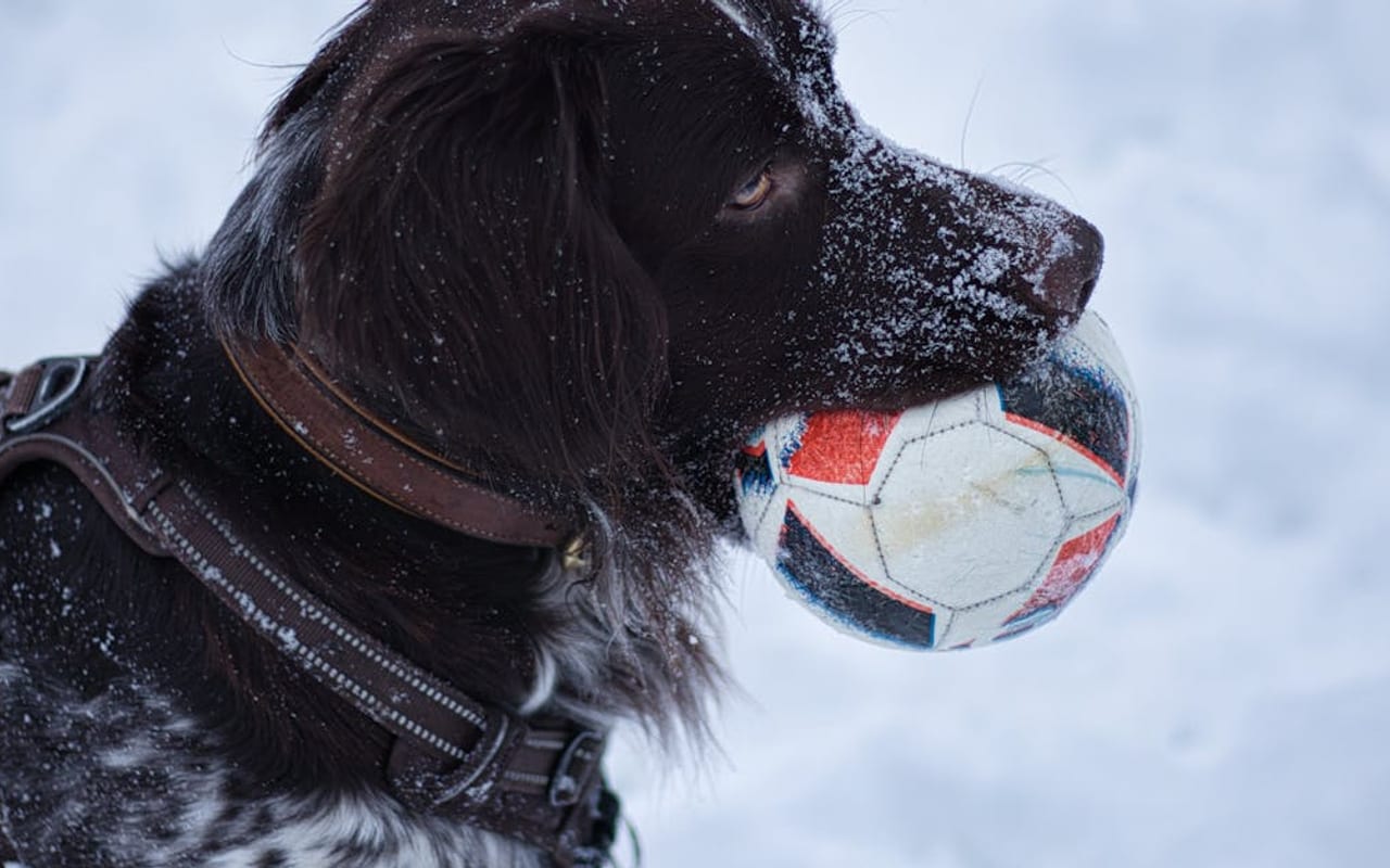 Stabyhoun dog breed portrait
