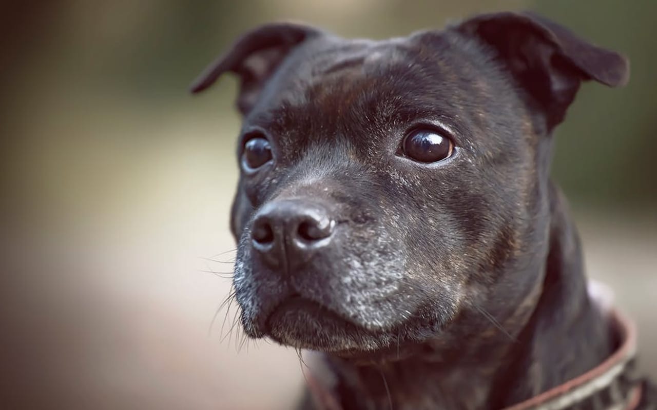 Staffordshire Bull Terrier — gallery 2