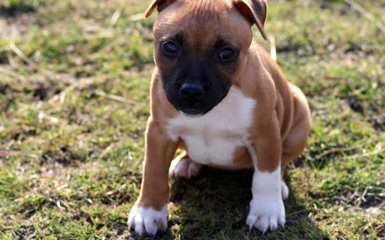Staffordshire Bull Terrier — gallery 4