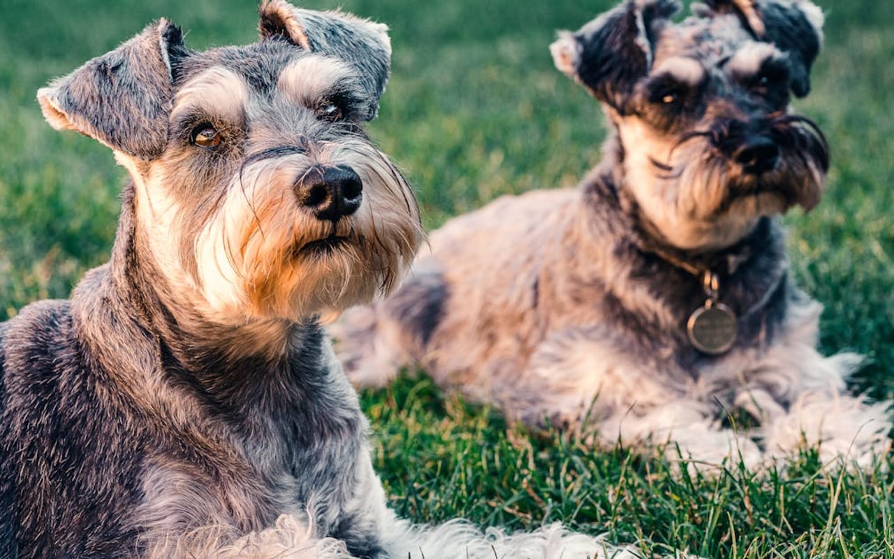 Standard Schnauzer — gallery 3