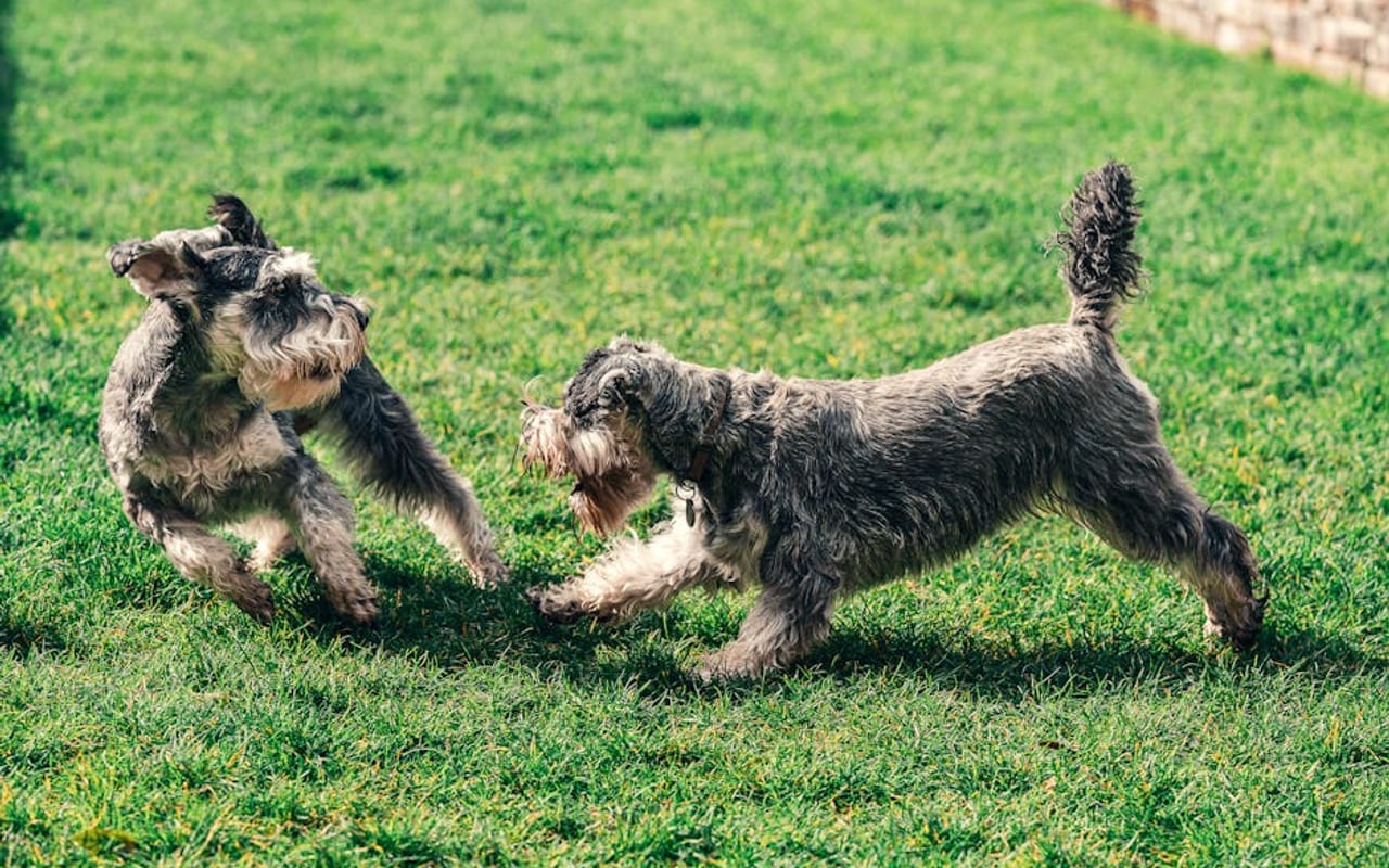 Standard Schnauzer — gallery 4