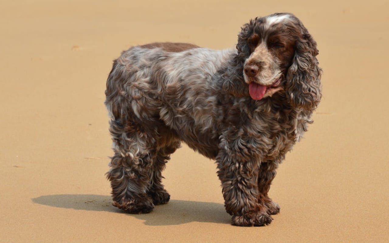 Sussex Spaniel — gallery 3