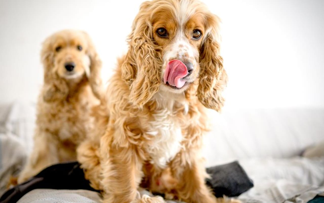 Sussex Spaniel — gallery 4
