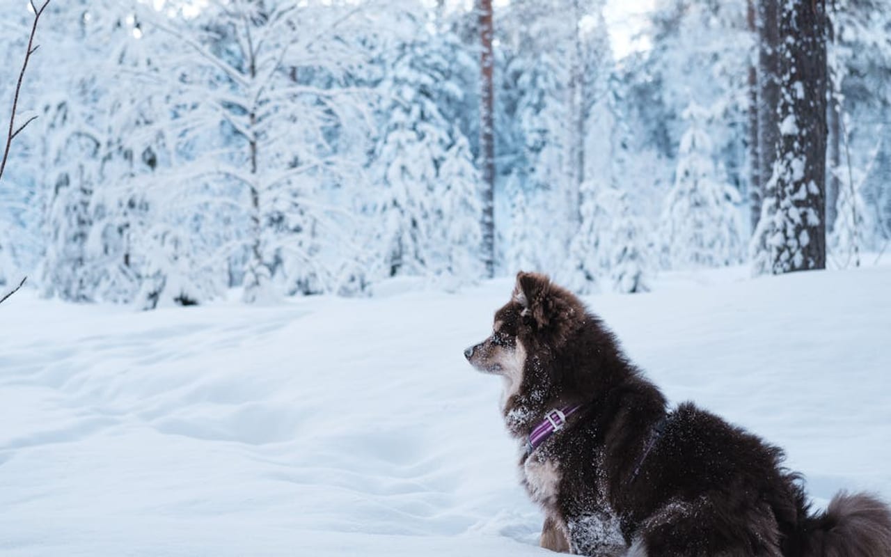 Swedish Lapphund — gallery 3