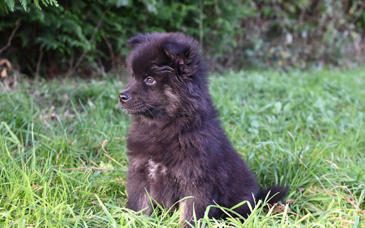 Swedish Lapphund — gallery 4