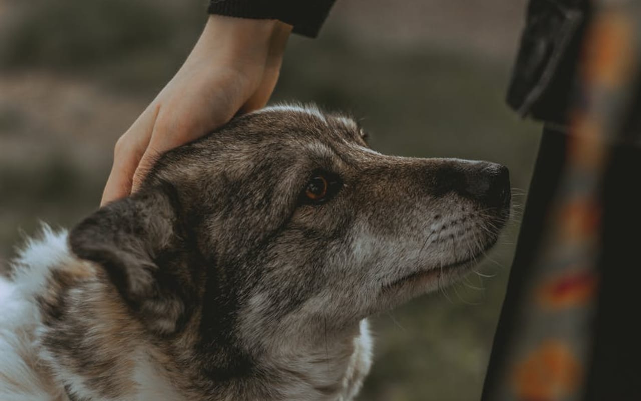 Swedish Vallhund — gallery 4