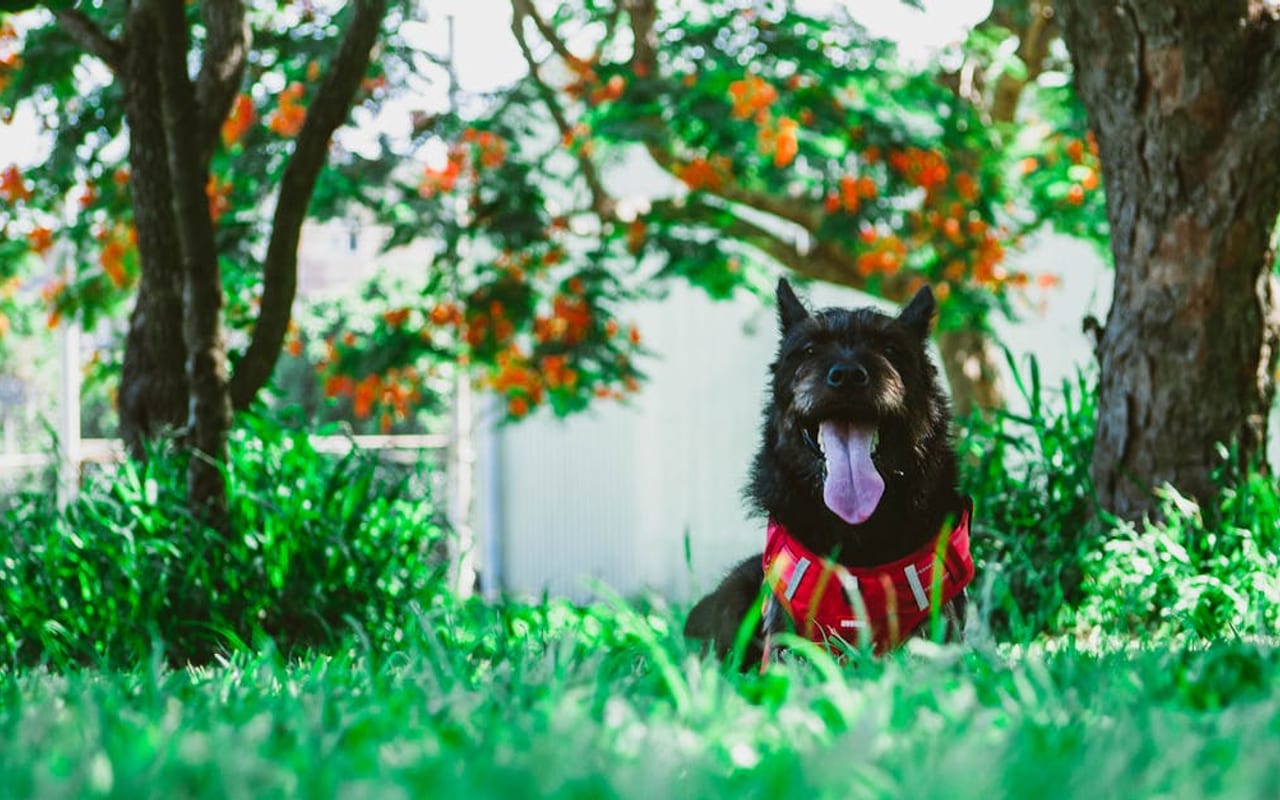 Taiwan Dog — gallery 2