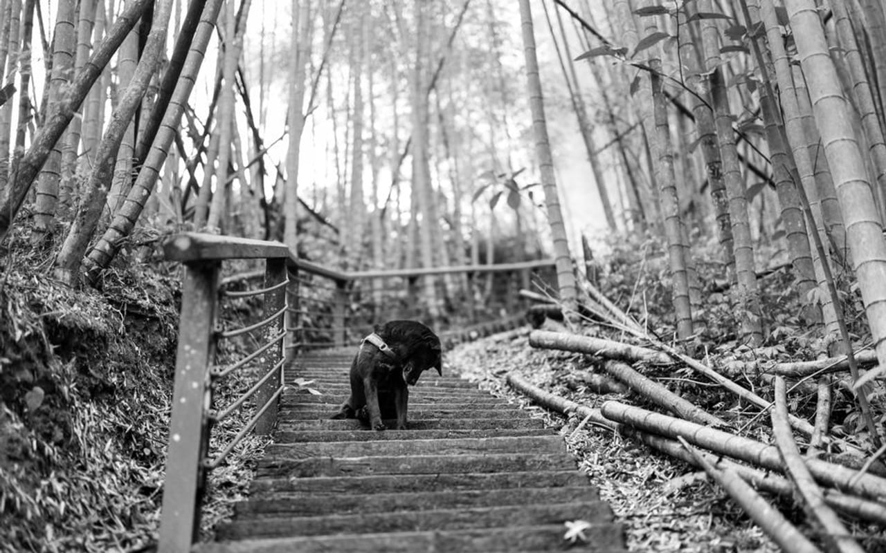 Taiwan Dog — gallery 4