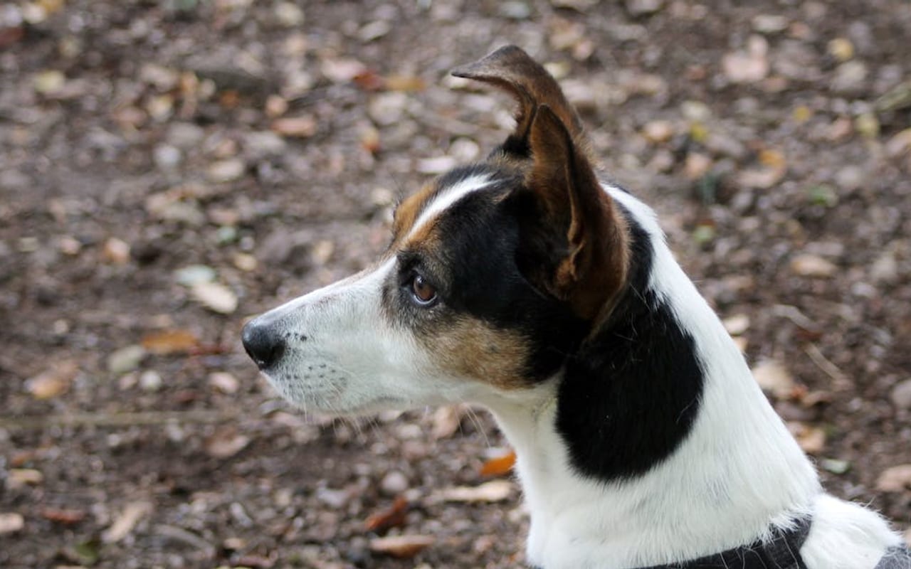 Teddy Roosevelt Terrier — gallery 2