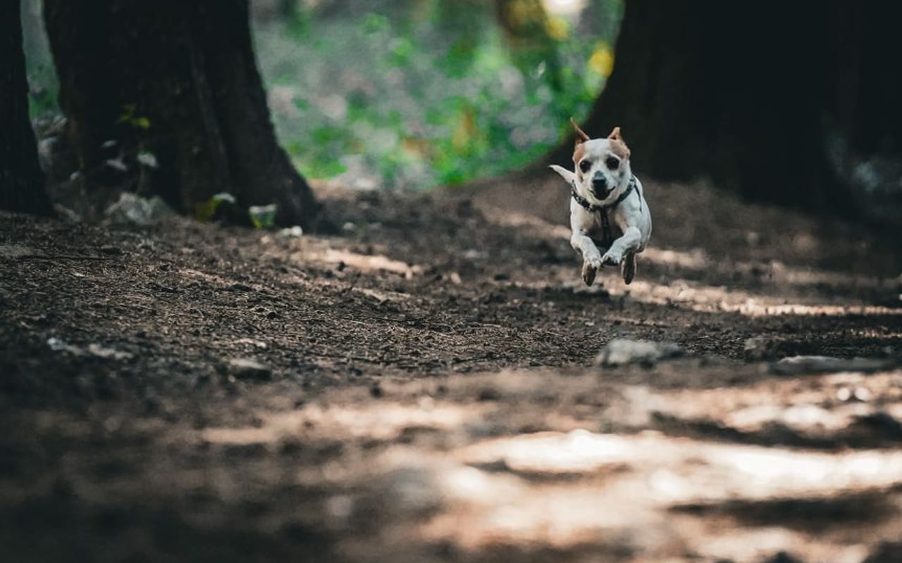 Teddy Roosevelt Terrier — gallery 4