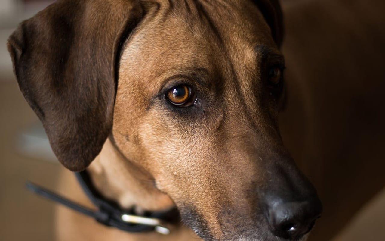 Thai Ridgeback dog breed portrait