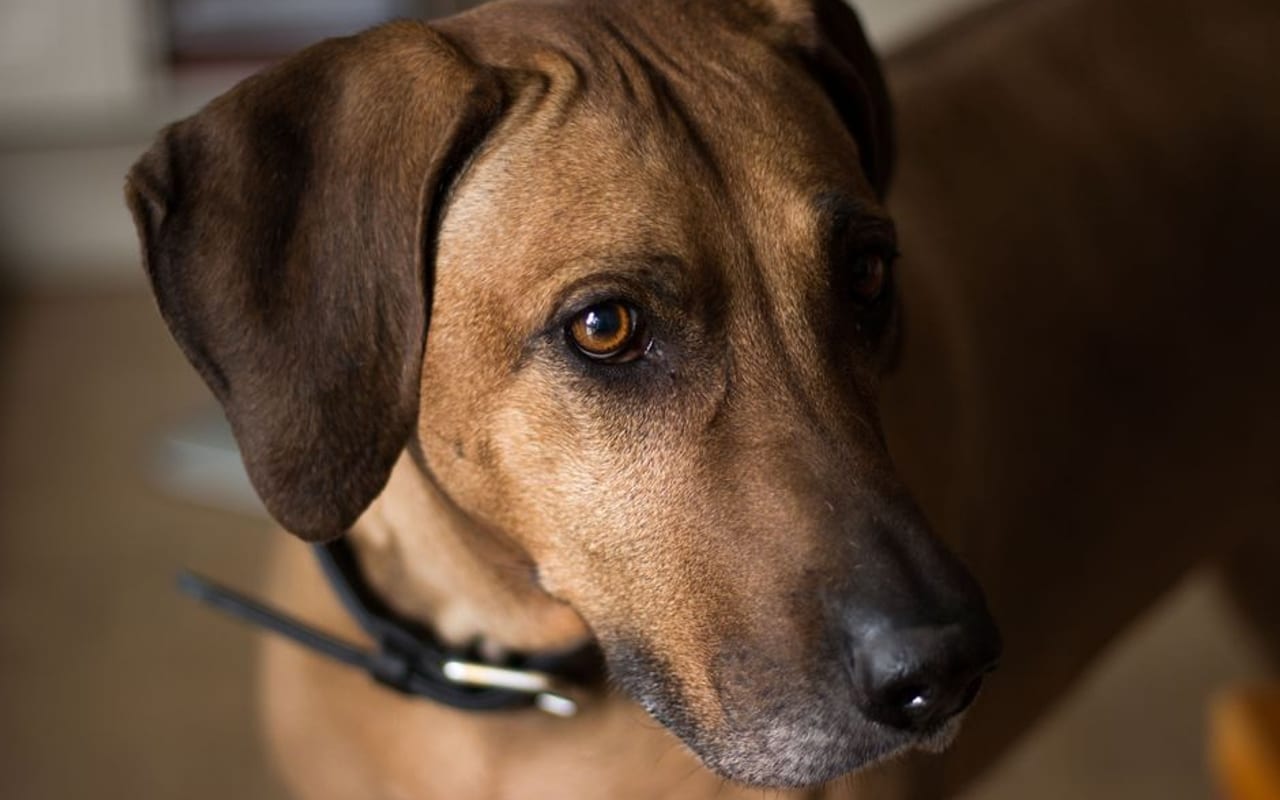 Thai Ridgeback — gallery 4