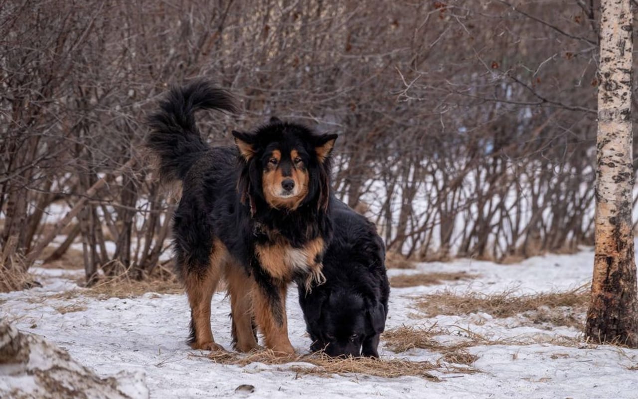 Tibetan Mastiff — gallery 4