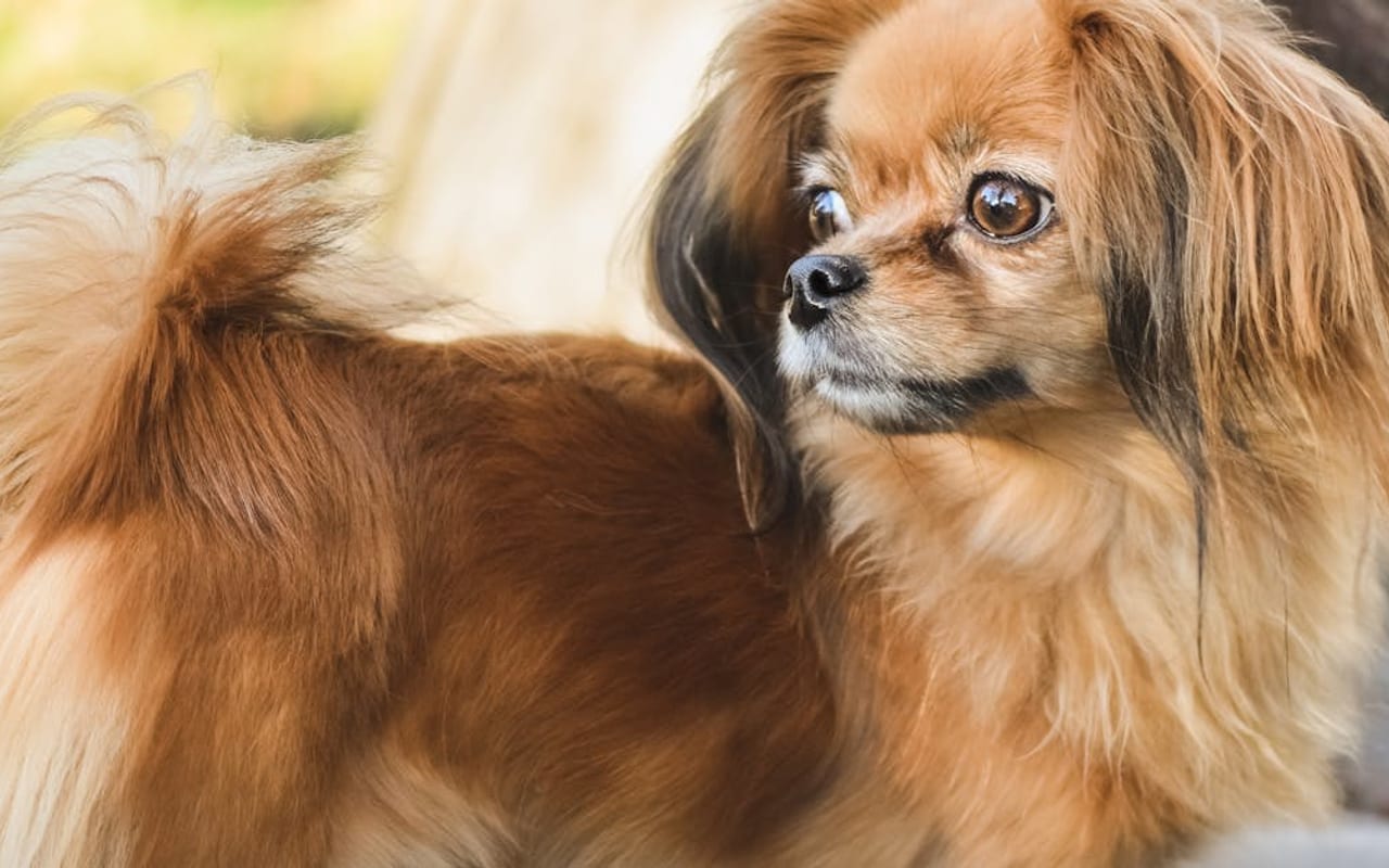 Tibetan Spaniel dog breed portrait