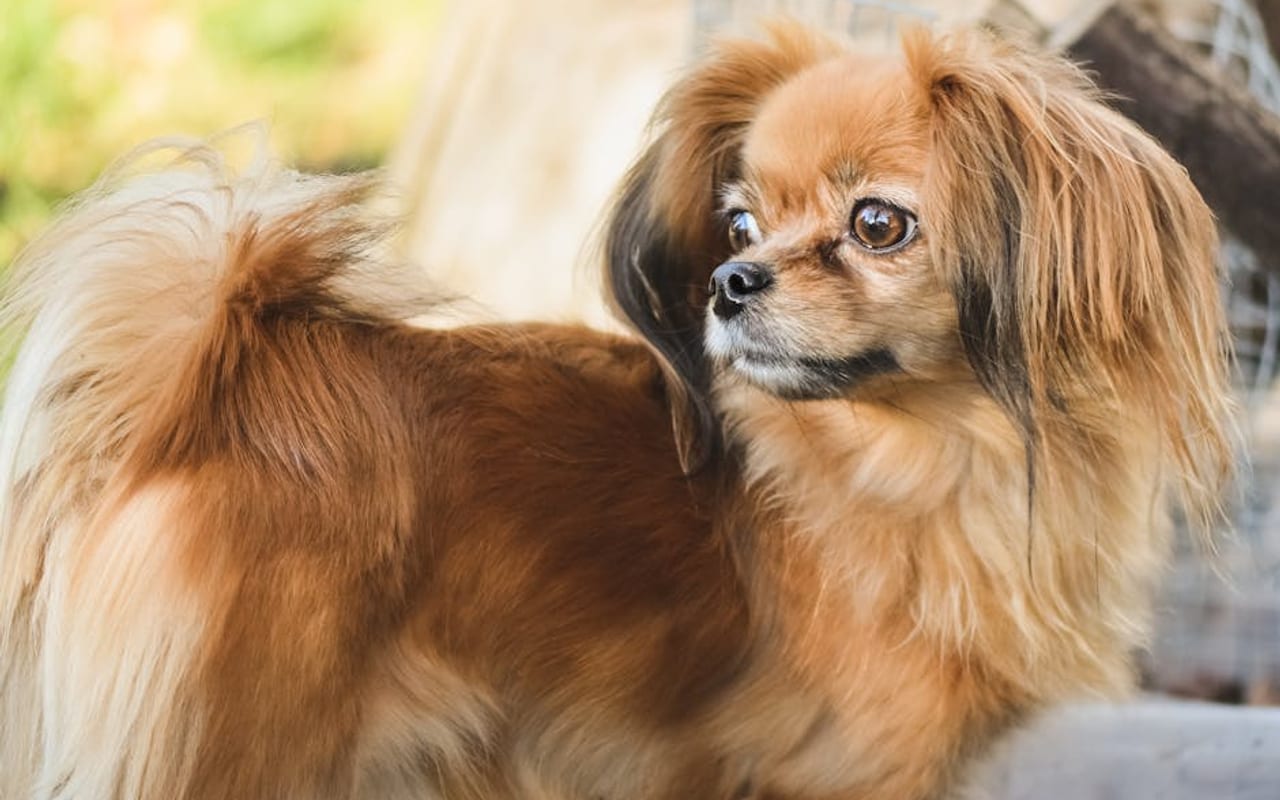Tibetan Spaniel — gallery 4