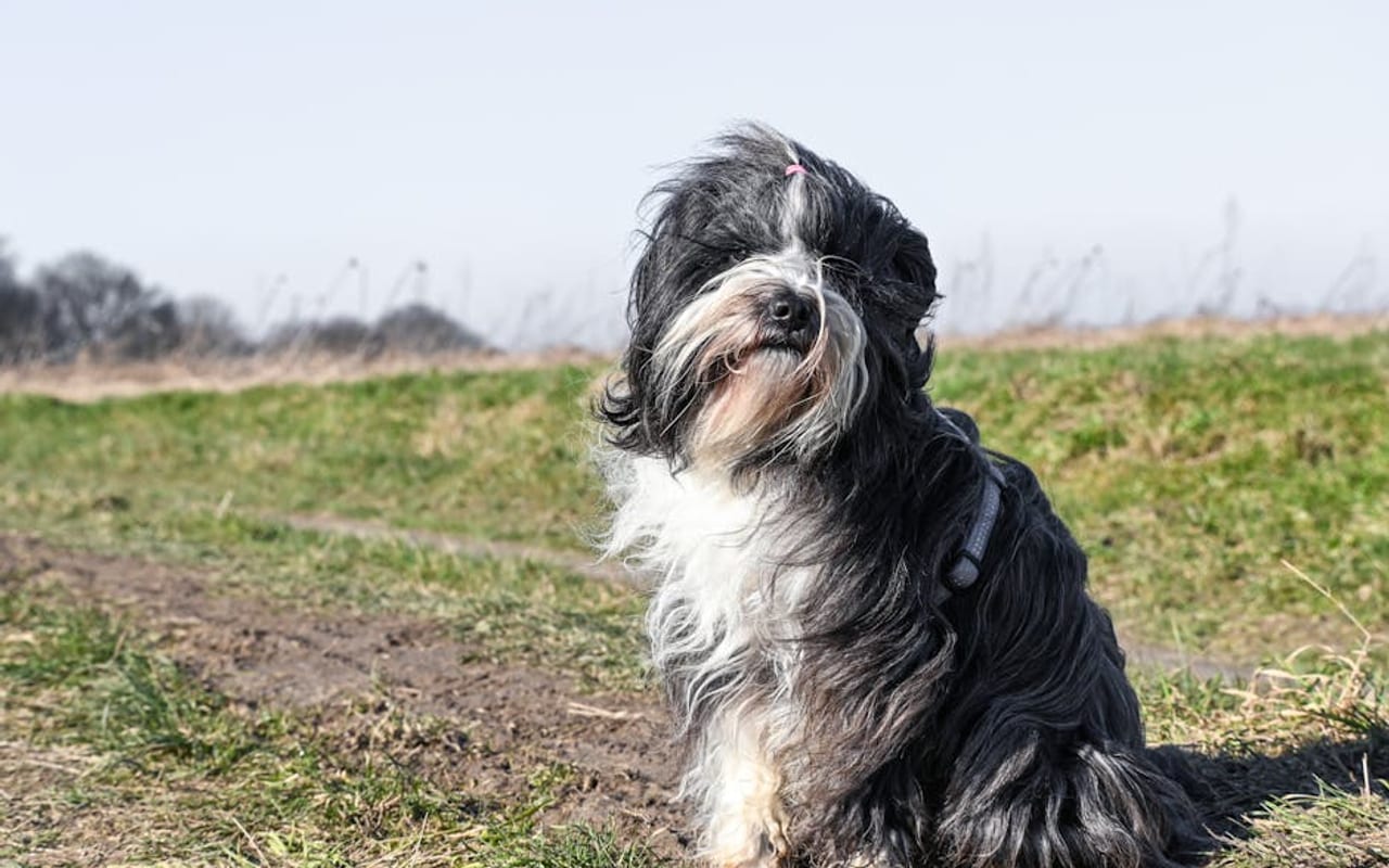 Tibetan Terrier — gallery 4