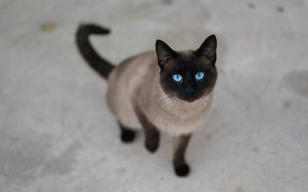 Tonkinese