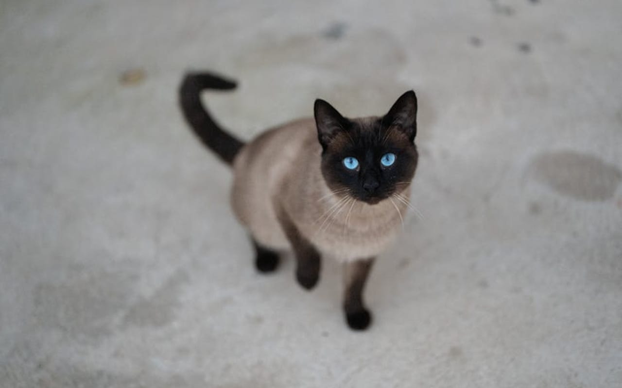 Tonkinese — gallery 4