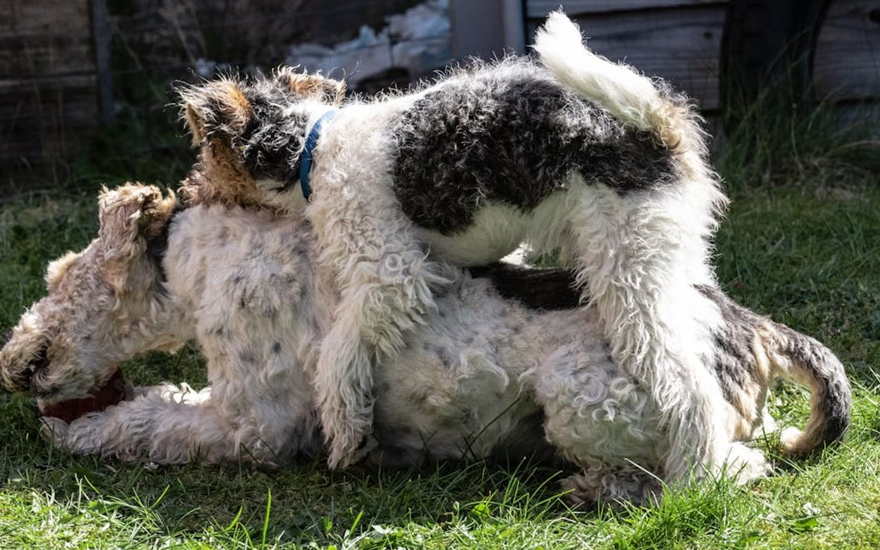Toy Fox Terrier