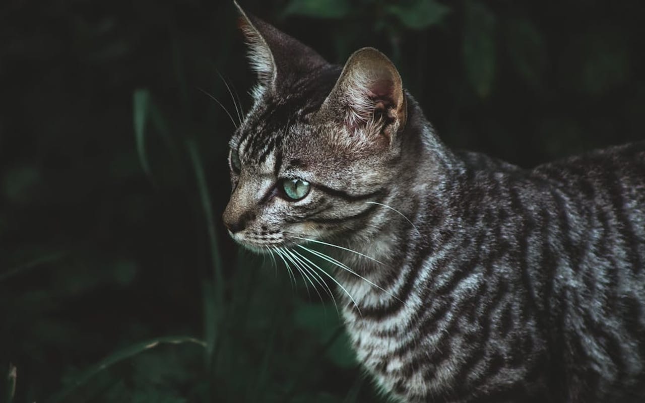 Toyger