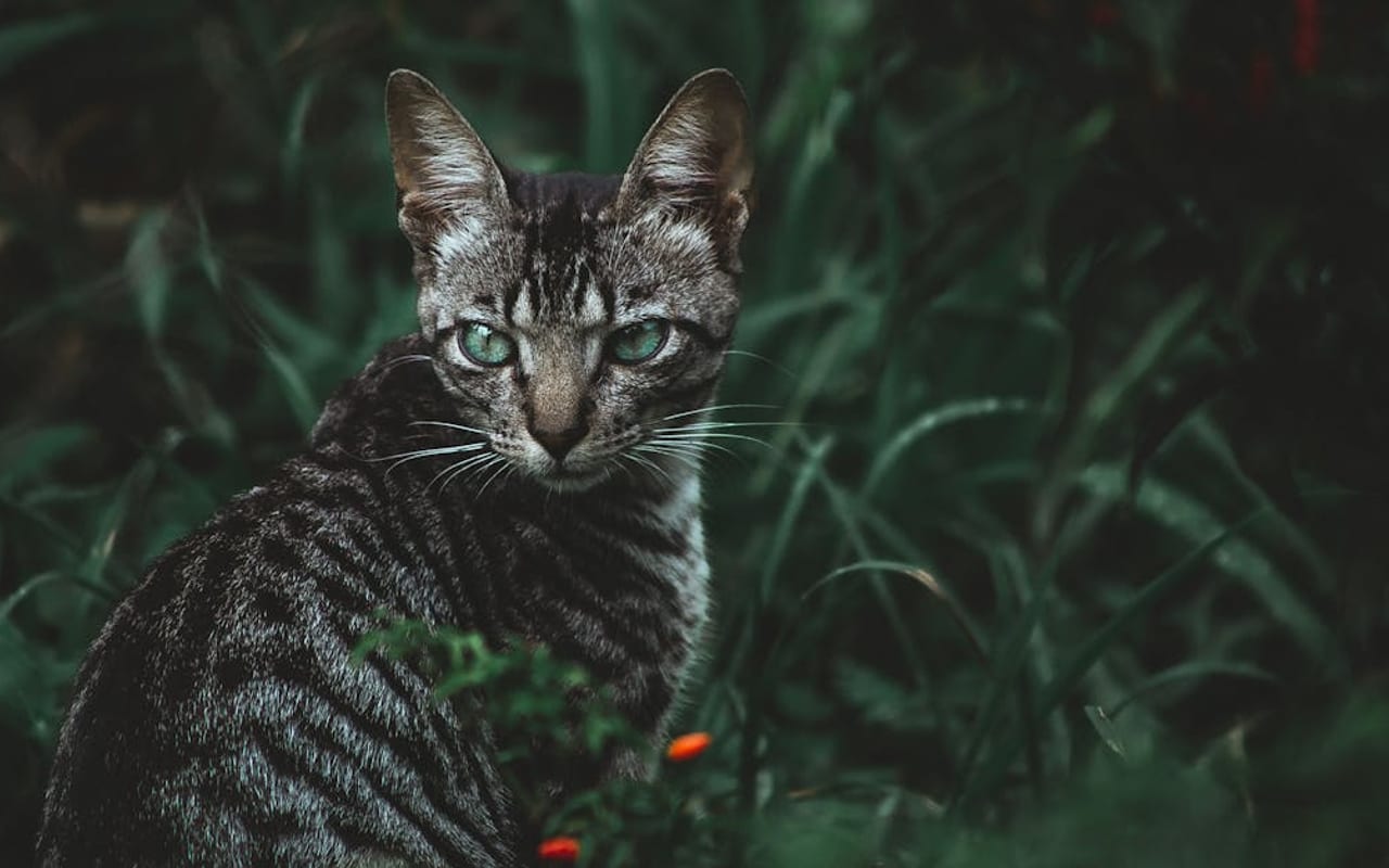 Toyger — gallery 2