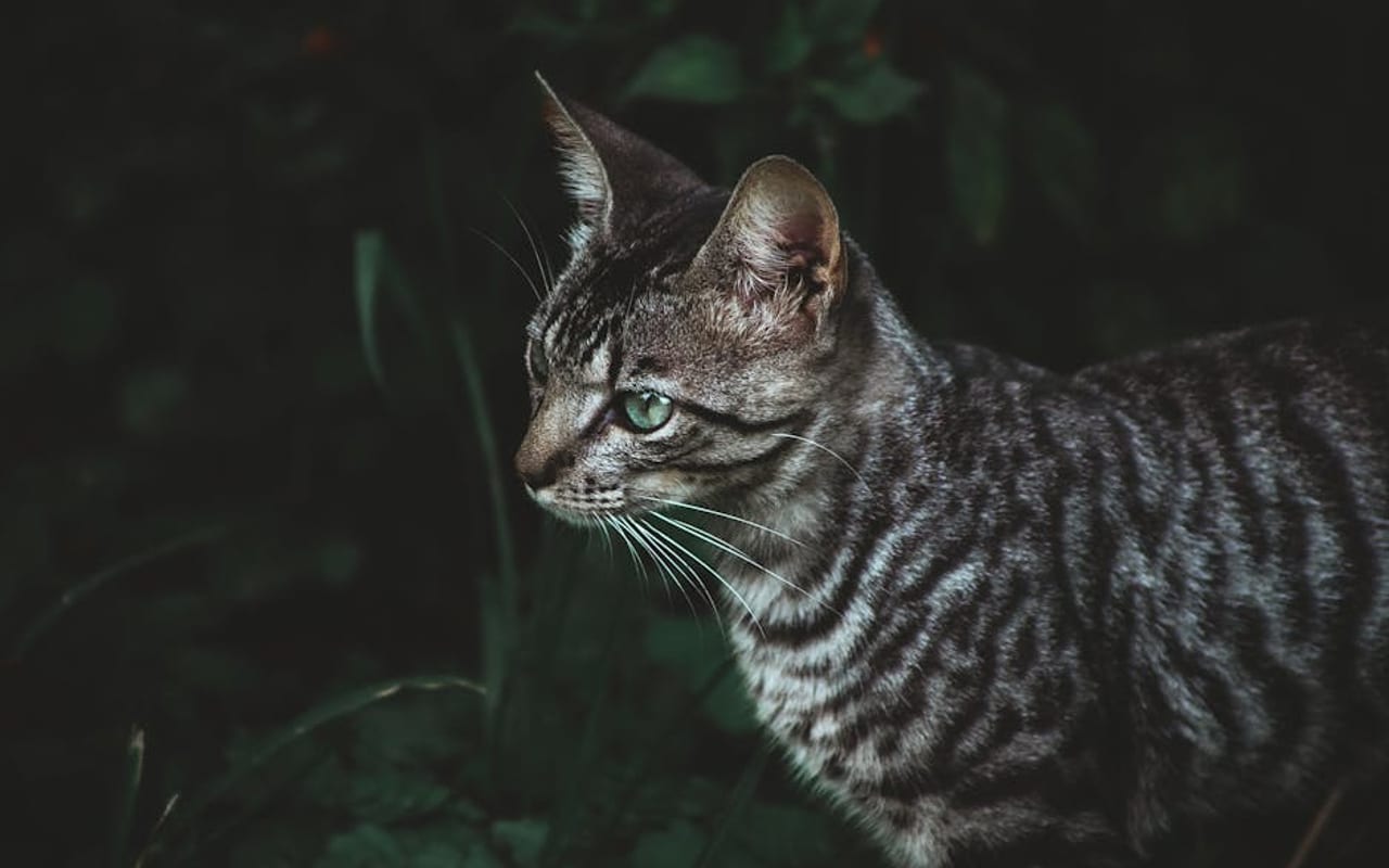 Toyger — gallery 4