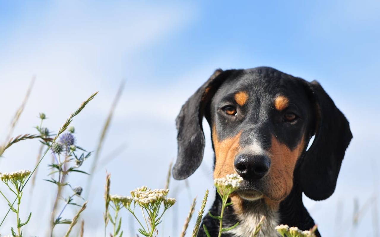 Transylvanian Hound